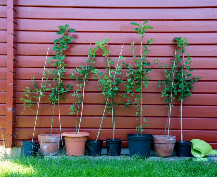 5 conseils pour protéger vos plantes contre le gel - Famiflora
