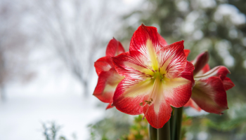 Rode amaryllis (Hippeastrum) in bloei op een vensterbank