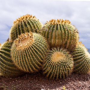 Le cactus : une plante qui piquera votre curiosité