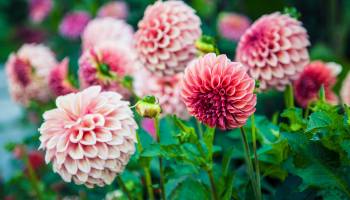 Kleurrijke dahlia's in volle bloei in de border