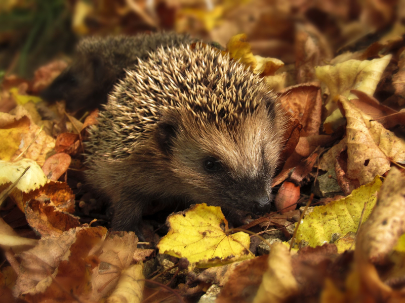 Un hérisson dans un doux lit de feuilles, prêt à commencer son hibernation. 