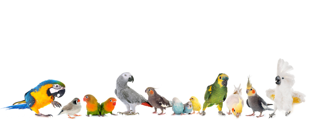 Vogels en papegaaien te koop bij Famiflora te Moeskroen - België