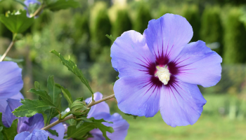 Winterharde hibiscus (Hibiscus syriacus) met roze bloemen in de tuin