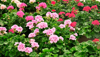 bloeiende geranium (Pelargonium)