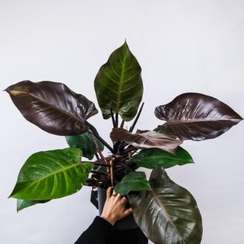 Philodendron 'Princesse Verte' – Plante D'Intérieur Compacte, Feuilles Brillantes, Facile D'Entretien, Pot 12cm