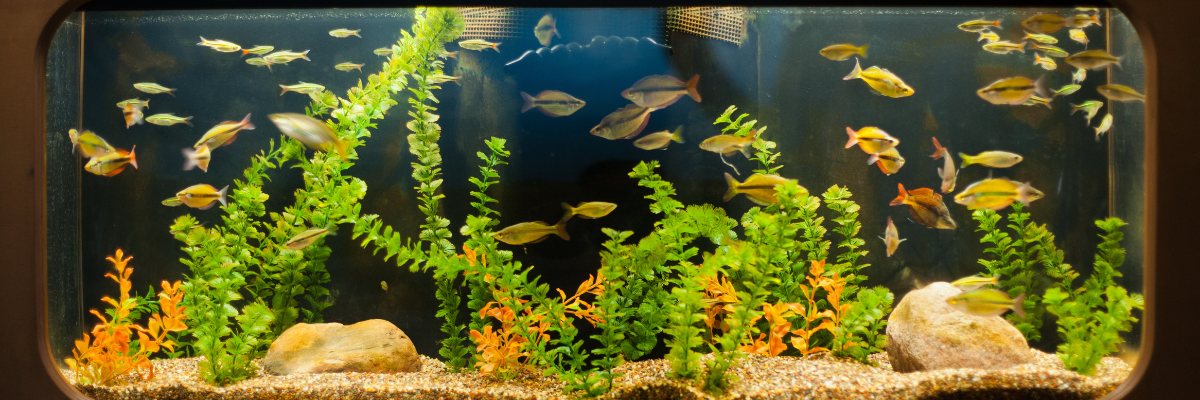 7 décorations à placer dans son aquarium