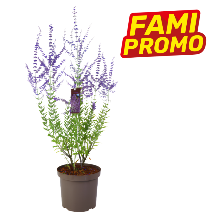 Potted bamboo plant in a black nursery pot with lush green leaves and a red ‘KNALPRIJS’ sale label