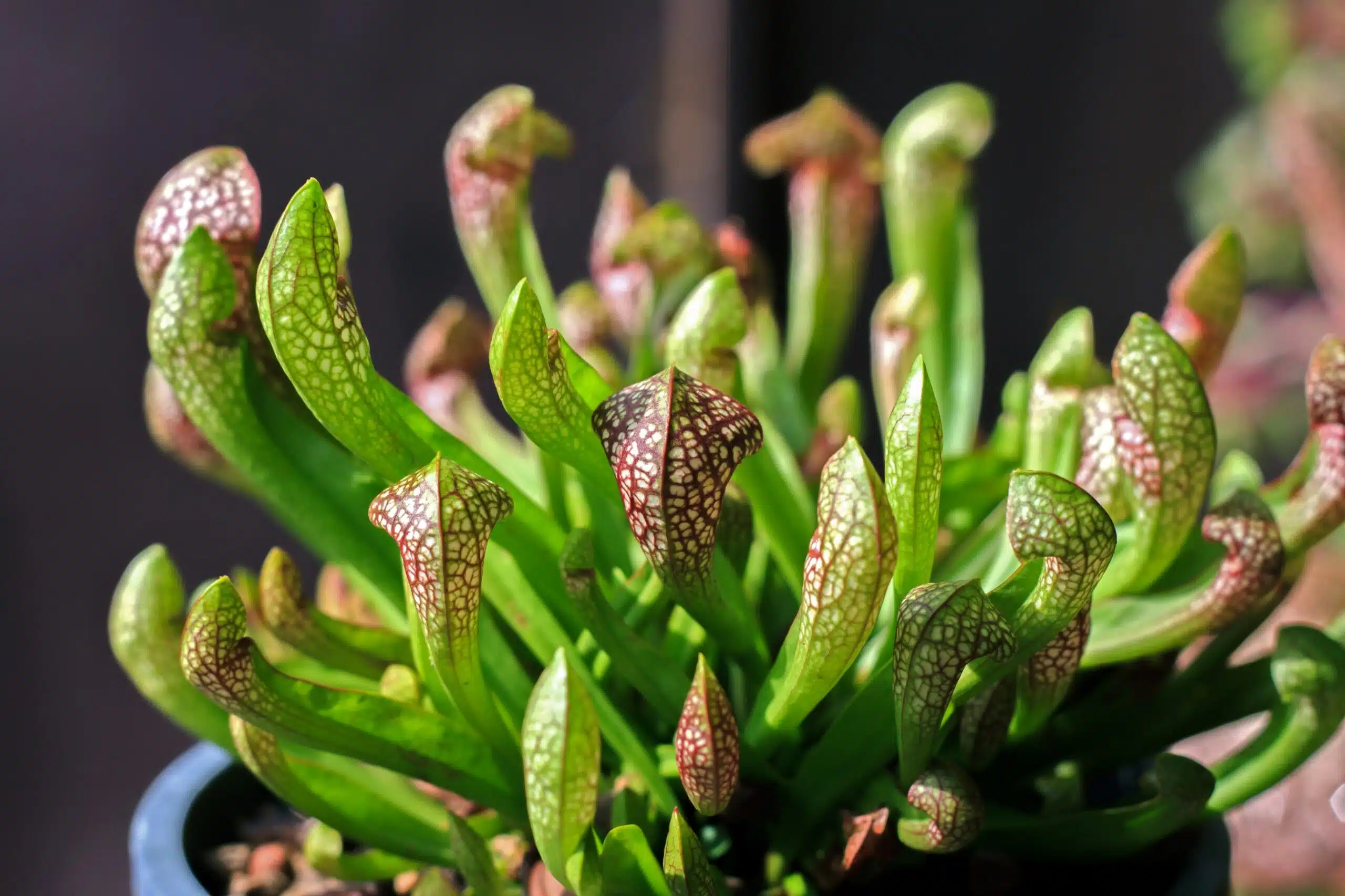 Goedkope Trompetbekerplant kopen bij Famiflora