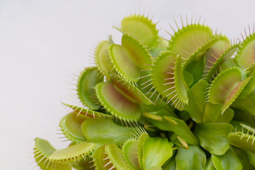 Goedkope Venus Vliegenval kopen bij Famiflora