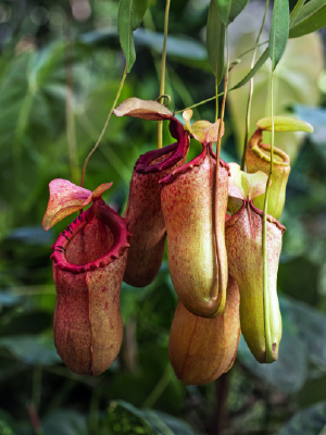 Plante du mois de septembre 2015: la plante carnivore - Famiflora ouvert 7/7