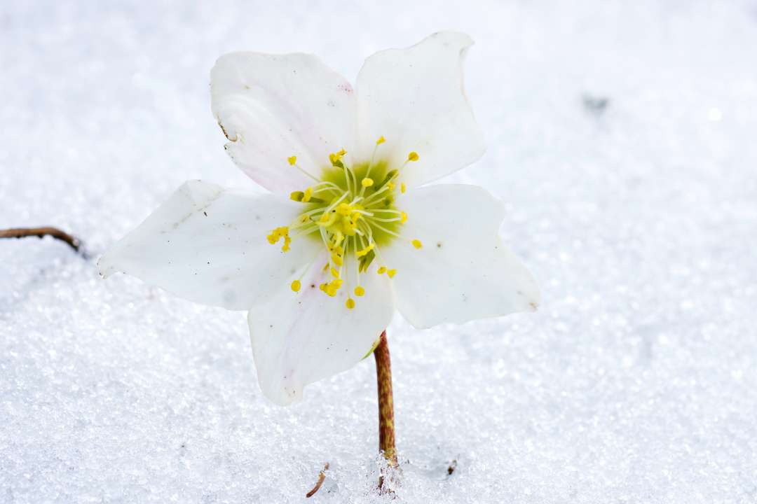 7 plantes pour un jardin coloré en hiver