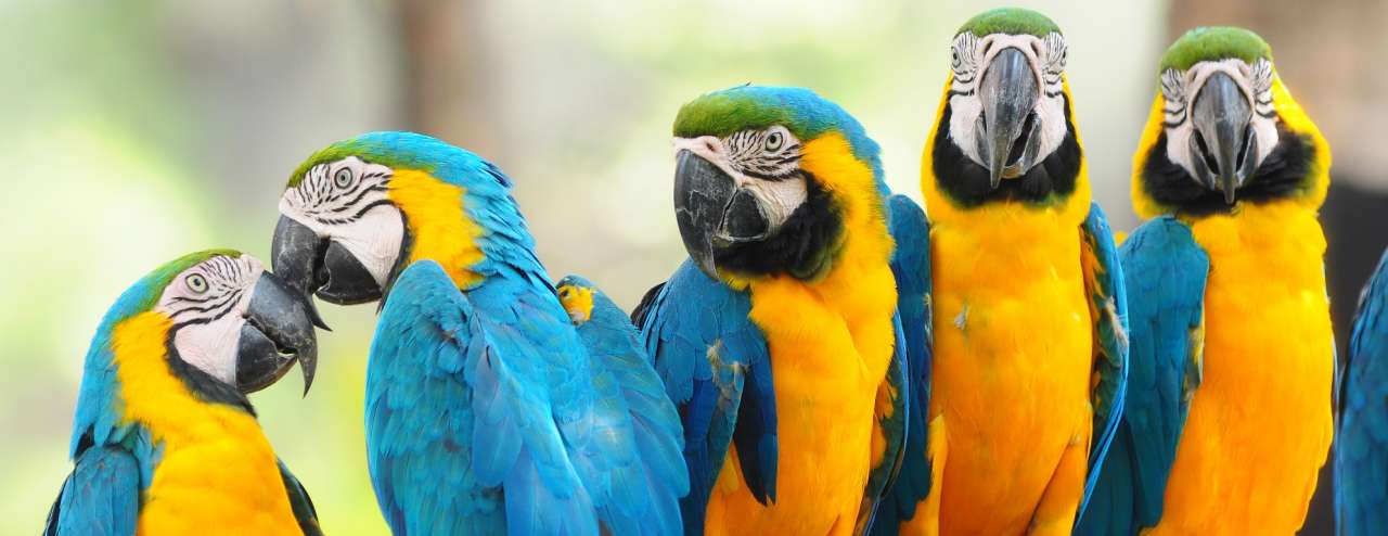 Vogels en papegaaien te koop bij Famiflora te Moeskroen - België