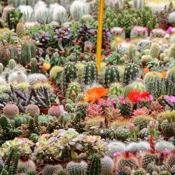 Famiflora - Grootste aanbod Cactussen