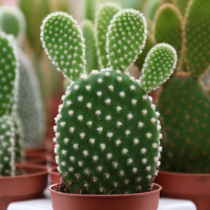Famiflora - Grootste aanbod Cactussen