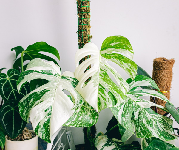 Achat Plante à trous - Monstera en ligne