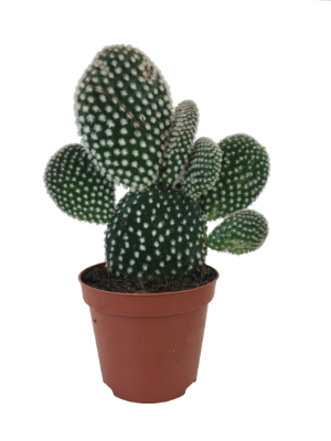 Goedkope Schijfcactus kopen bij Famiflora