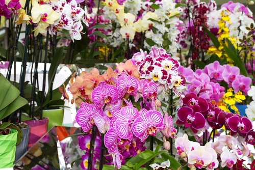 Voordelig Orchideeën kopen bij Famiflora