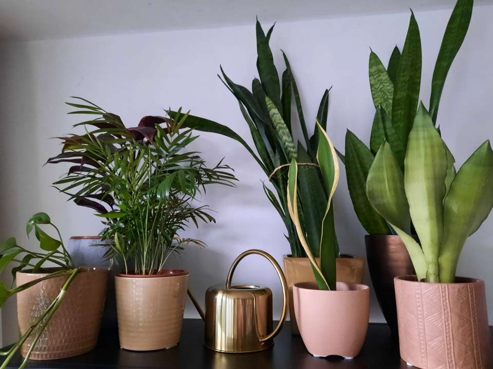 Humidificateur À Ultrasons Parmi Les Plantes D'intérieur. Chat Roux Parmi  Les Pots De Fleurs Avec Des Plantes Succulentes Sur Le Rebord De La  Fenêtre. La Vapeur D'eau Hydrate L'air Sec De La