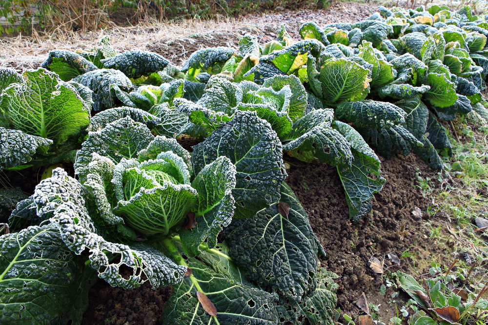 Winter moestuin