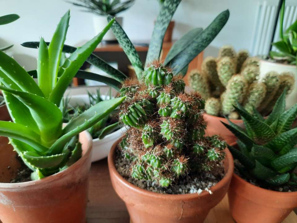 Comment combiner les plus beaux cactus et plantes grasses