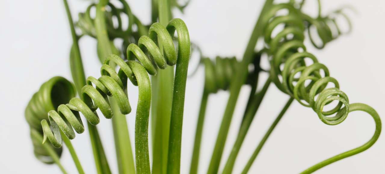 Kamerplanten te koop bij Famiflora te Moeskroen - België