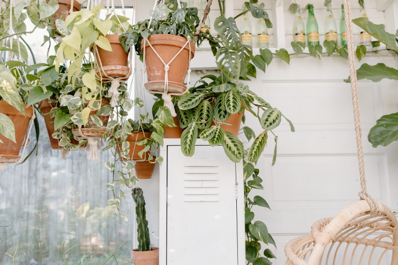 pantoffel als Infecteren Hangplanten, hippe blikvangers - Famiflora: tuin, deco en dier. Alle dagen  open