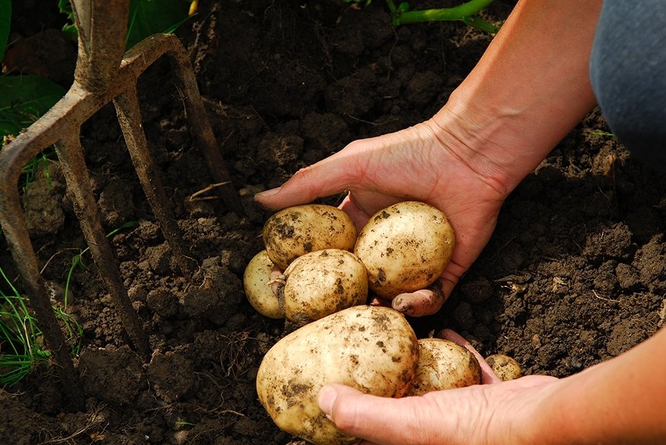 11 conseils pour le potager en août 11 conseils pour le potager en août