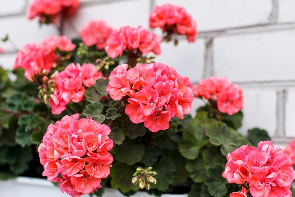 15 conseils de jardinage pour septembre 15 conseils de jardinage pour septembre