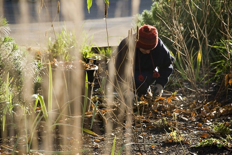 Conseils pour protéger vos plantes pendant l'hiver