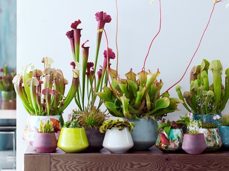 A chaque mois sa plante, août : les Plantes carnivores A chaque mois sa plante, août : les Plantes carnivores