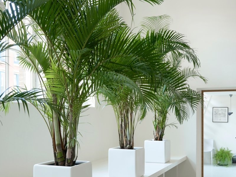 À chaque mois sa plante, février 2020 : l’Areca. À chaque mois sa plante, février 2020 : l’Areca.
