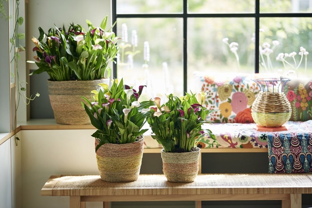 À chaque mois sa plante, juin : le Calla À chaque mois sa plante, juin : le Calla