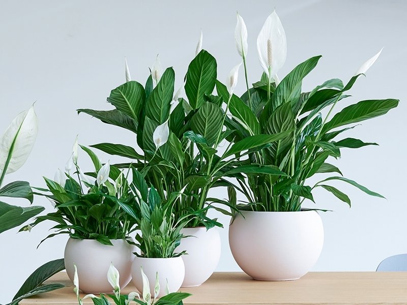 À chaque mois sa plante, mai : le Spathiphyllum À chaque mois sa plante, mai : le Spathiphyllum