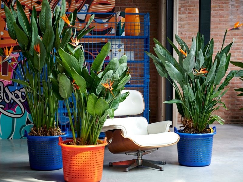 À chaque mois sa plante, septembre 2020 : le Strelitzia À chaque mois sa plante, septembre 2020 : le Strelitzia