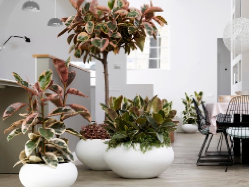 A chaque mois sa plante, septembre : le Ficus à grandes feuilles A chaque mois sa plante, septembre : le Ficus à grandes feuilles