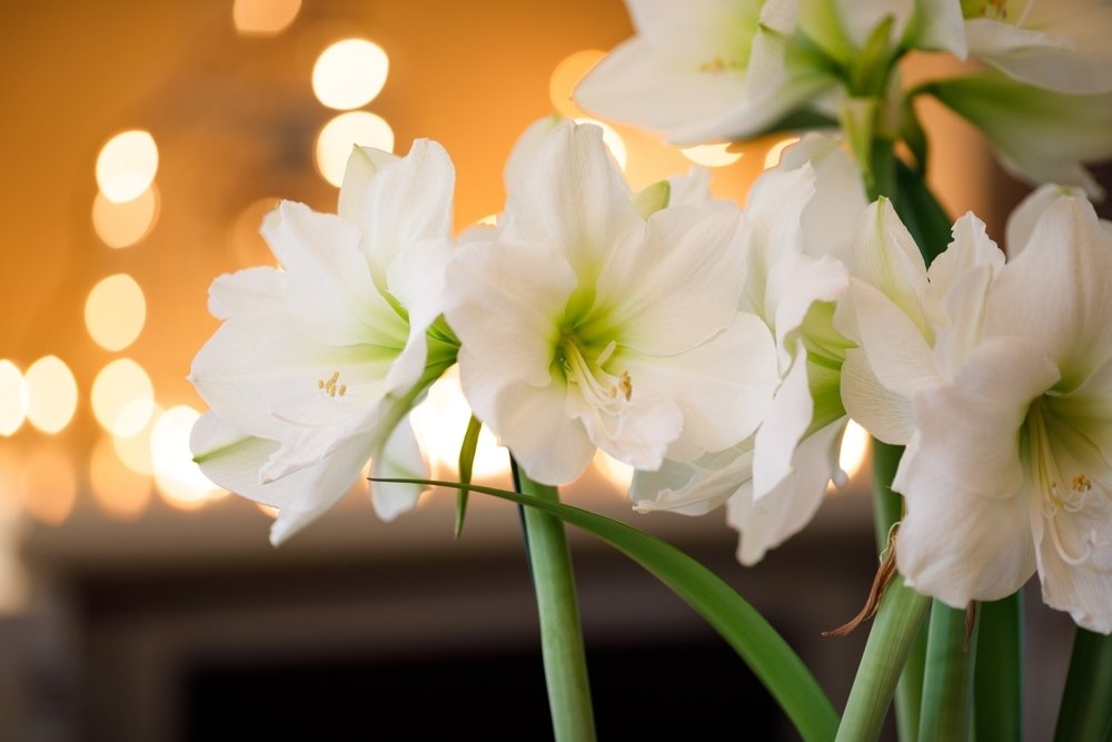 Des amaryllis pour Noël - Jardinier paresseux