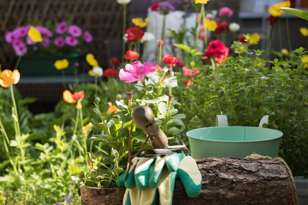 Août: conseils de jardinage pour l'été Août: conseils de jardinage pour l'été