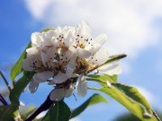 Arbres fruitiers Arbres fruitiers