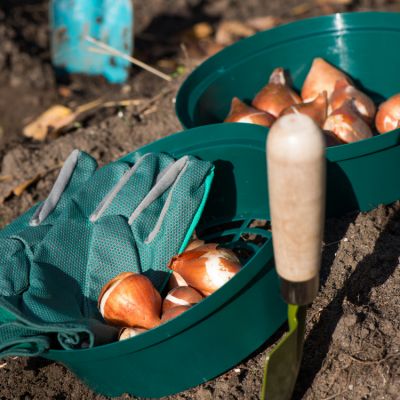 Bloembollen planten