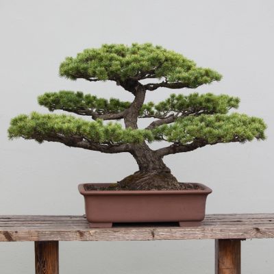 Bonsai Bonsai