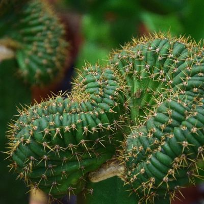 Cactussen en vetplanten