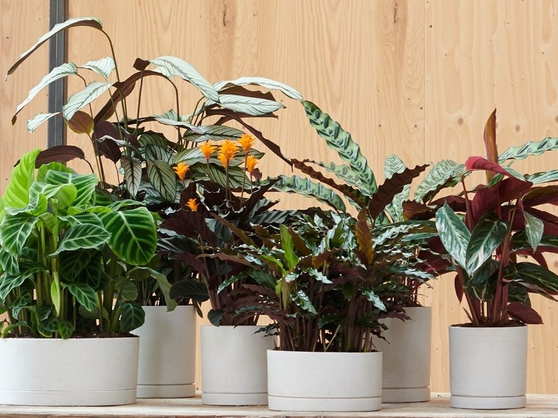 Calathea : plante d'intérieur du mois de novembre Calathea : plante d'intérieur du mois de novembre