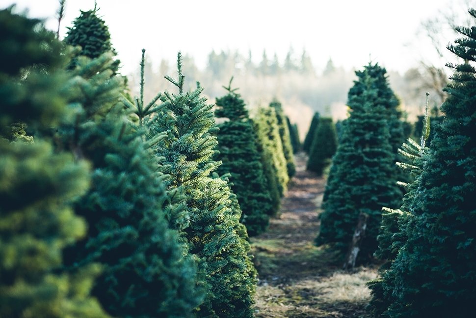 Choisir un arbre de Noël Choisir un arbre de Noël