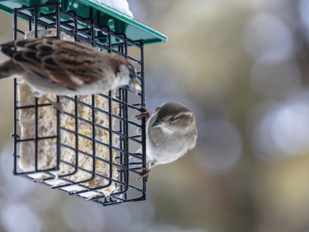 Boules de graisse pour oiseaux - Fait maison éco