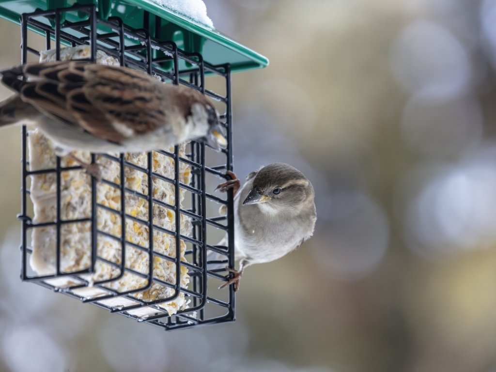 Mangeoire oiseaux pour pain de graisse 