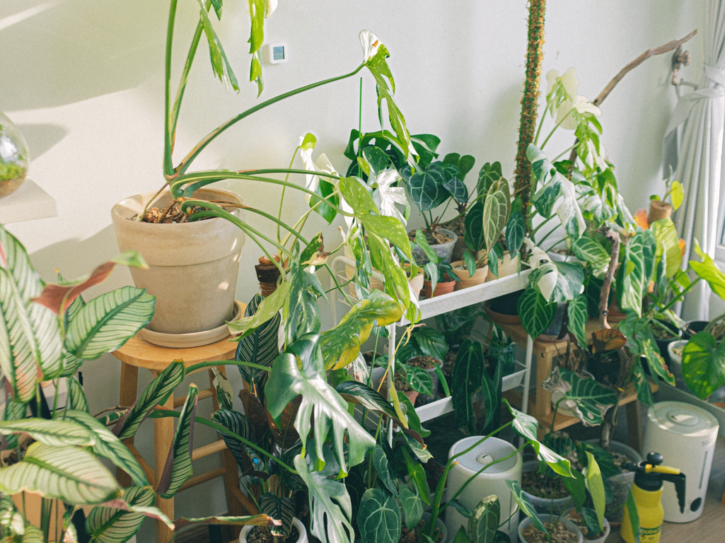 Comment prendre soin de vos plantes d'intérieur pendant les vacances ? Comment prendre soin de vos plantes d'intérieur pendant les vacances ?