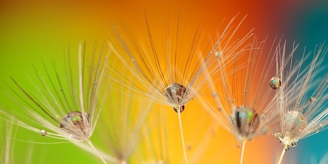 Couleur dans le jardin Couleur dans le jardin