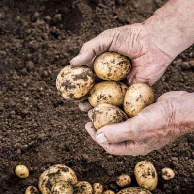 Cultiver des pommes de terre