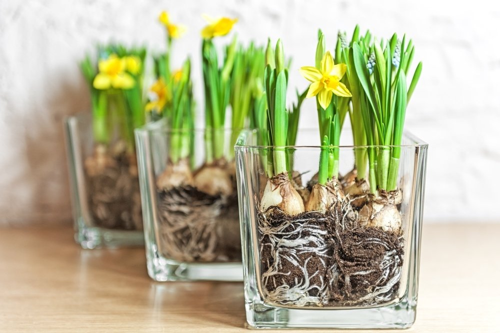 Début du printemps avec des bulbes en pot Début du printemps avec des bulbes en pot