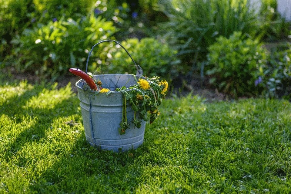 Des mauvaises herbes dans le gazon ! Que faire ? Des mauvaises herbes dans le gazon ! Que faire ?